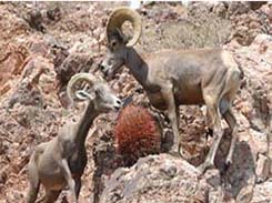 Big Horn Sheep in the Bureau of Reclamation Lower Colorado Region