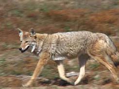 Coyote is a leading predator in the region