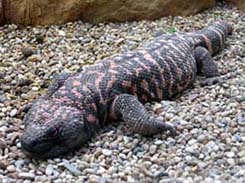 Gila Monster is a poisonous lizard