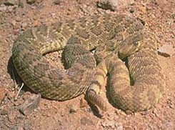 Rattlesnake found in the desert