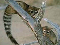 Ringtail Cat