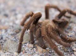 Tarantula of the southwest